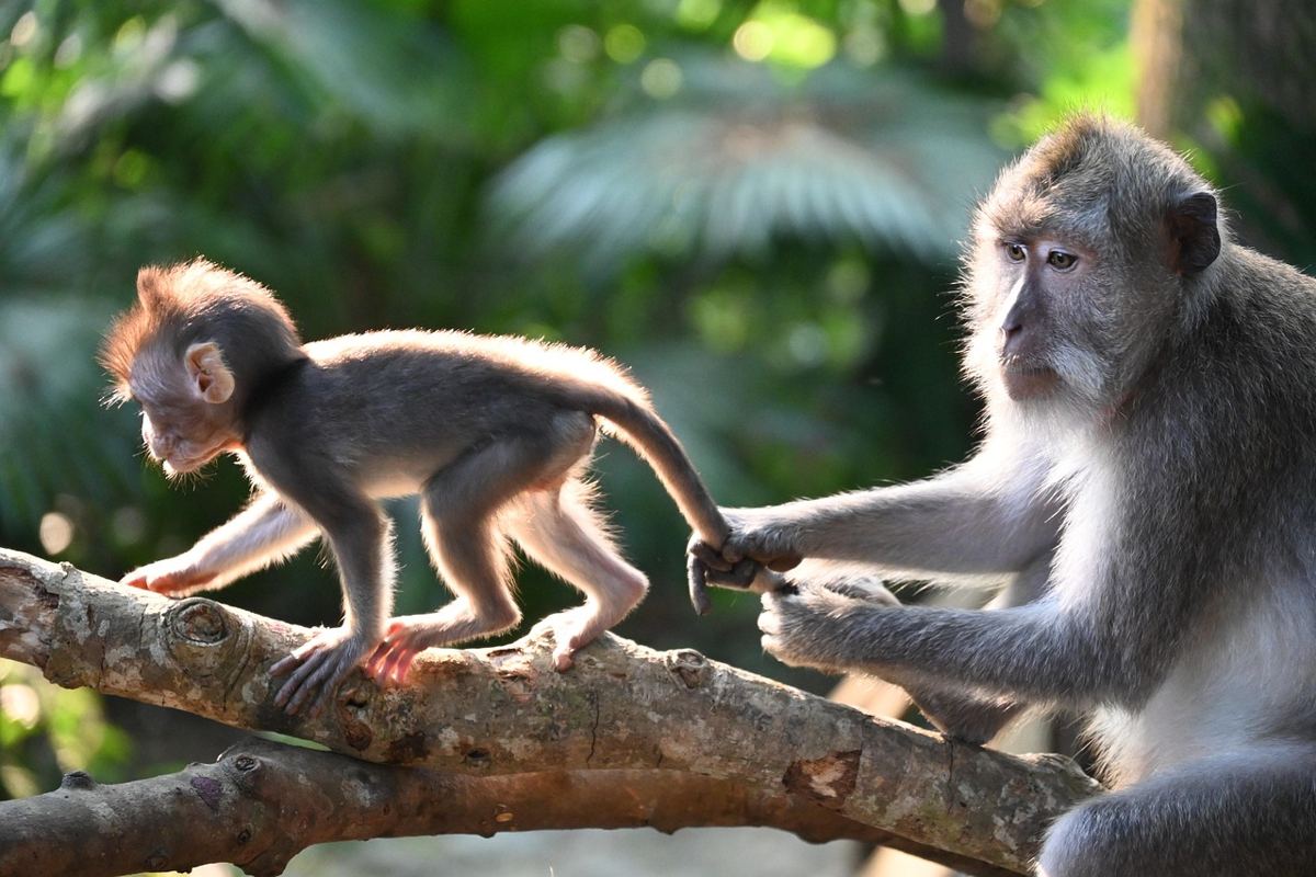A Postpartum Workout Plan We'd Actually Follow: macaque, monkey, animal, mother